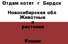 Отдам котят, г. Бердск - Новосибирская обл. Животные и растения » Кошки   . Новосибирская обл.